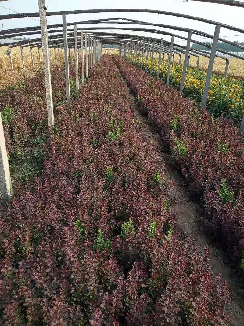 红叶小檗批发价格  江苏红叶小檗种植基地  红叶小檗苗圃直销