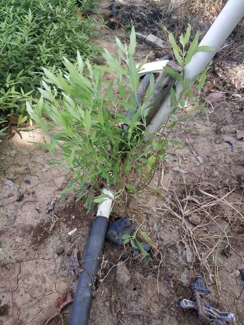 金叶莸 金叶莸批发 金叶莸价格 金叶莸基地
