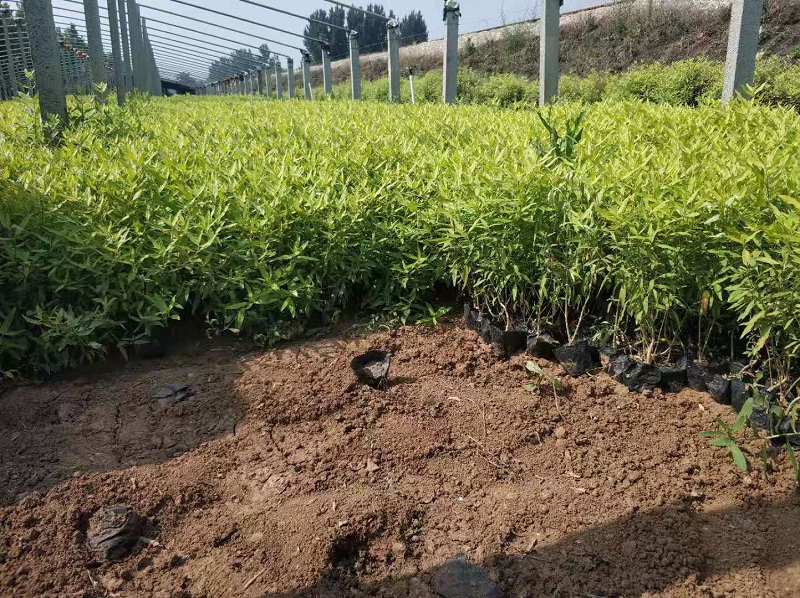 金叶莸 金叶莸价格 金叶莸种植基地 山东金叶莸供应商