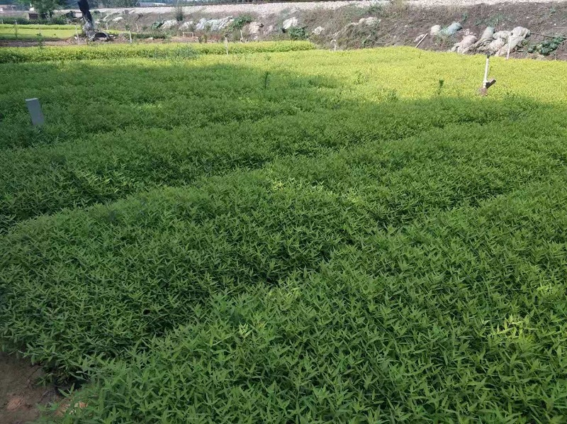 金叶莸  阳光金叶莸价格  绿化苗木种植基地  地被宿根苗木批发