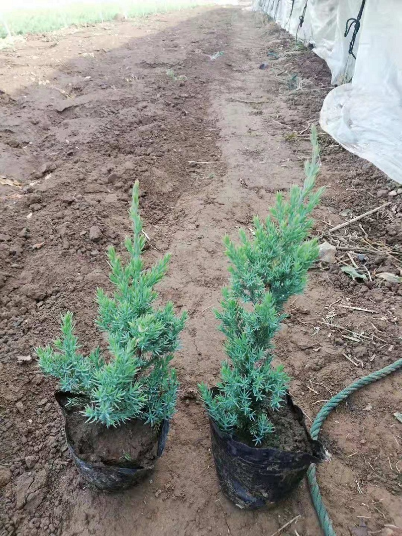 青州批发铺地柏