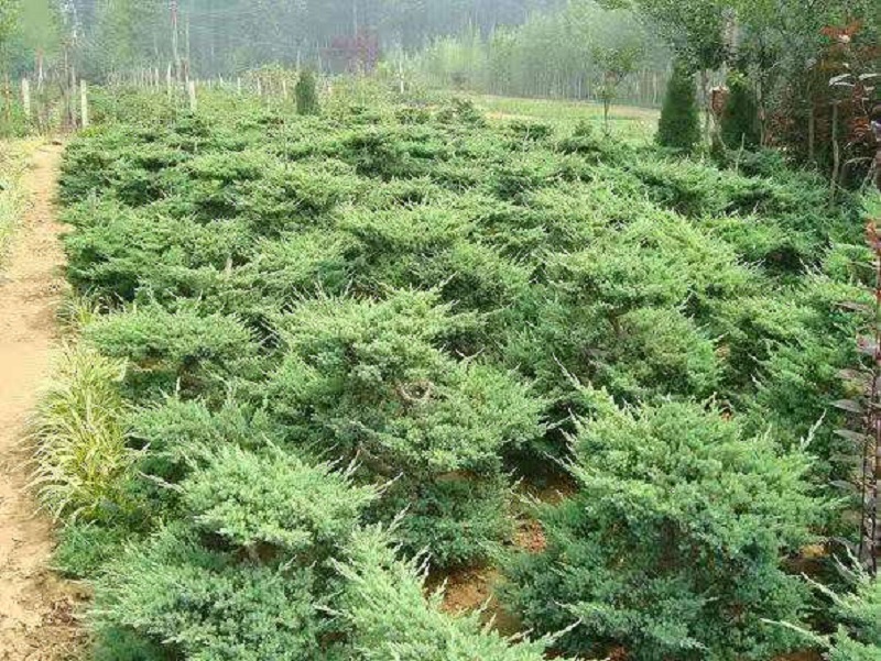 供应地被绿化植物铺地柏树苗 规格齐全 园林绿化蒲地柏价格