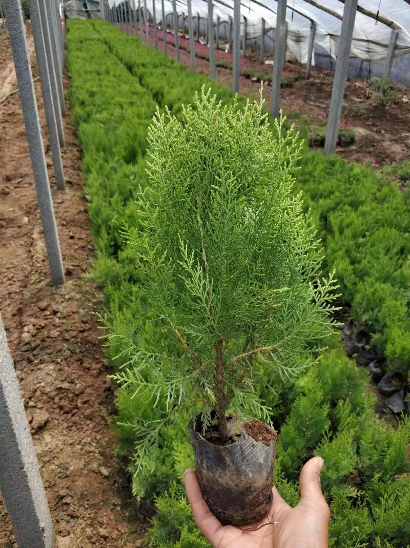 洒金柏 洒金柏批发 洒金柏价格 洒金柏种植基地