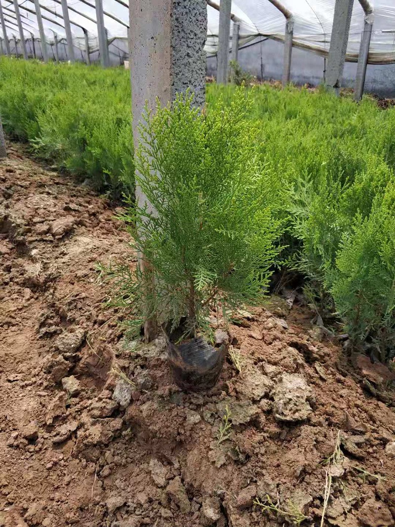 山东洒金柏批发价格  洒金柏种植基地  洒金柏供应商