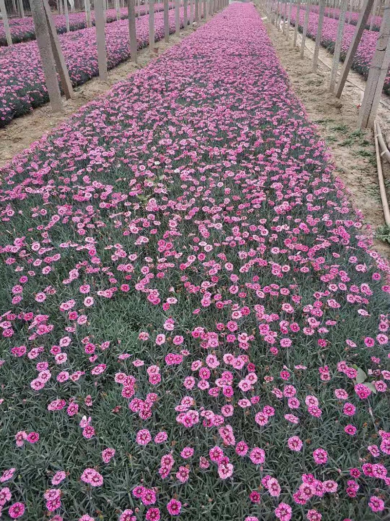 彩虹石竹批发 彩虹石竹价格