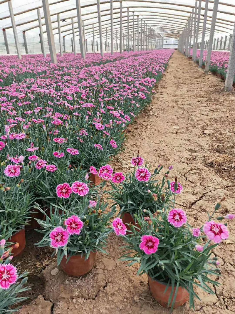 青州彩虹石竹批发  山东彩虹石竹价格  彩虹石竹小苗基地