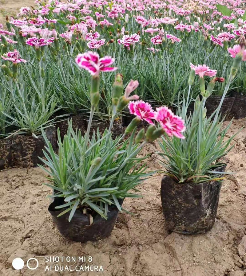 彩虹石竹批发价格  山东彩虹石竹供应商  彩虹石竹穴盘苗基地