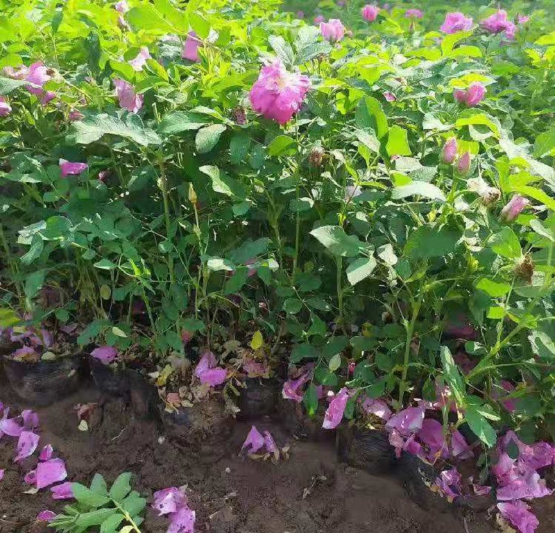 山东四季玫瑰价格 宿根花卉种植基地 玫瑰花海
