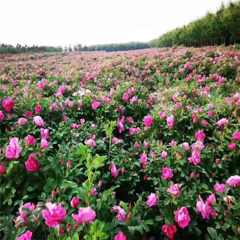 绿篱工程苗批发 基地四季玫瑰价格 月季蔷薇类植物花卉