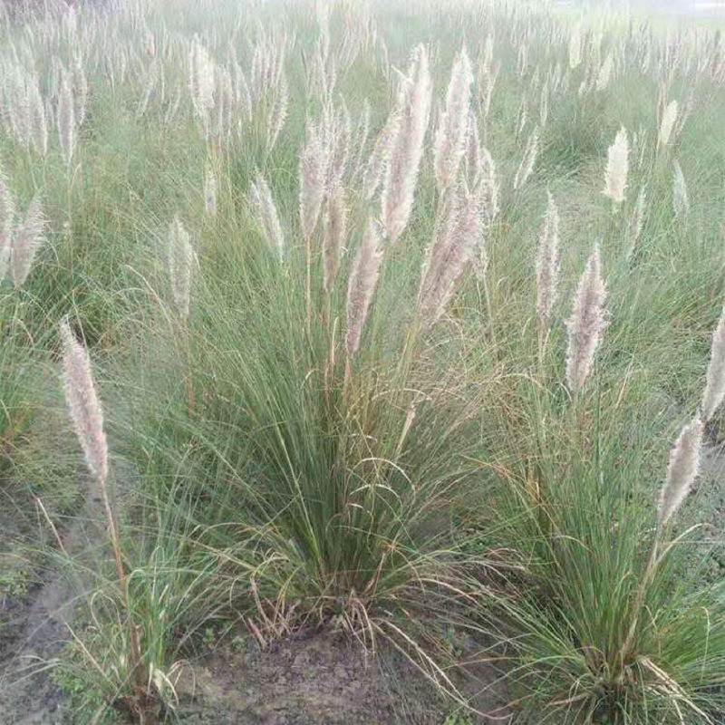 丛生蒲苇 矮蒲苇小苗供应 矮蒲苇基地批发 矮蒲苇价格
