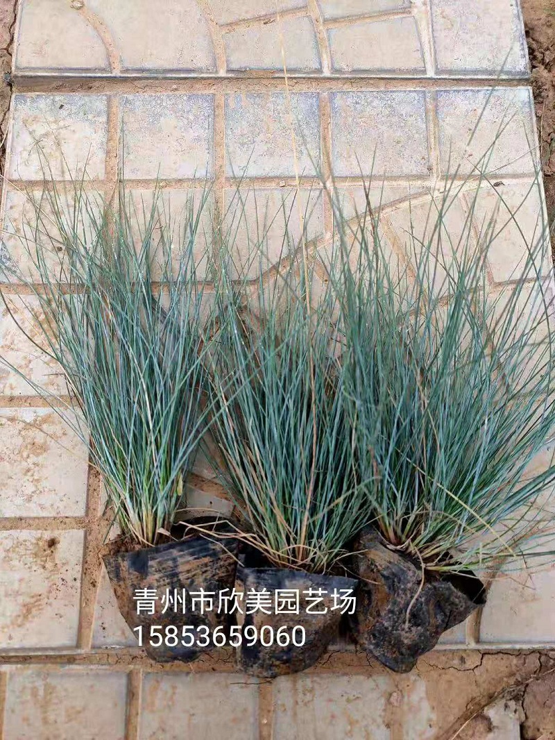 山东批发蓝羊茅基地 蓝羊茅价格