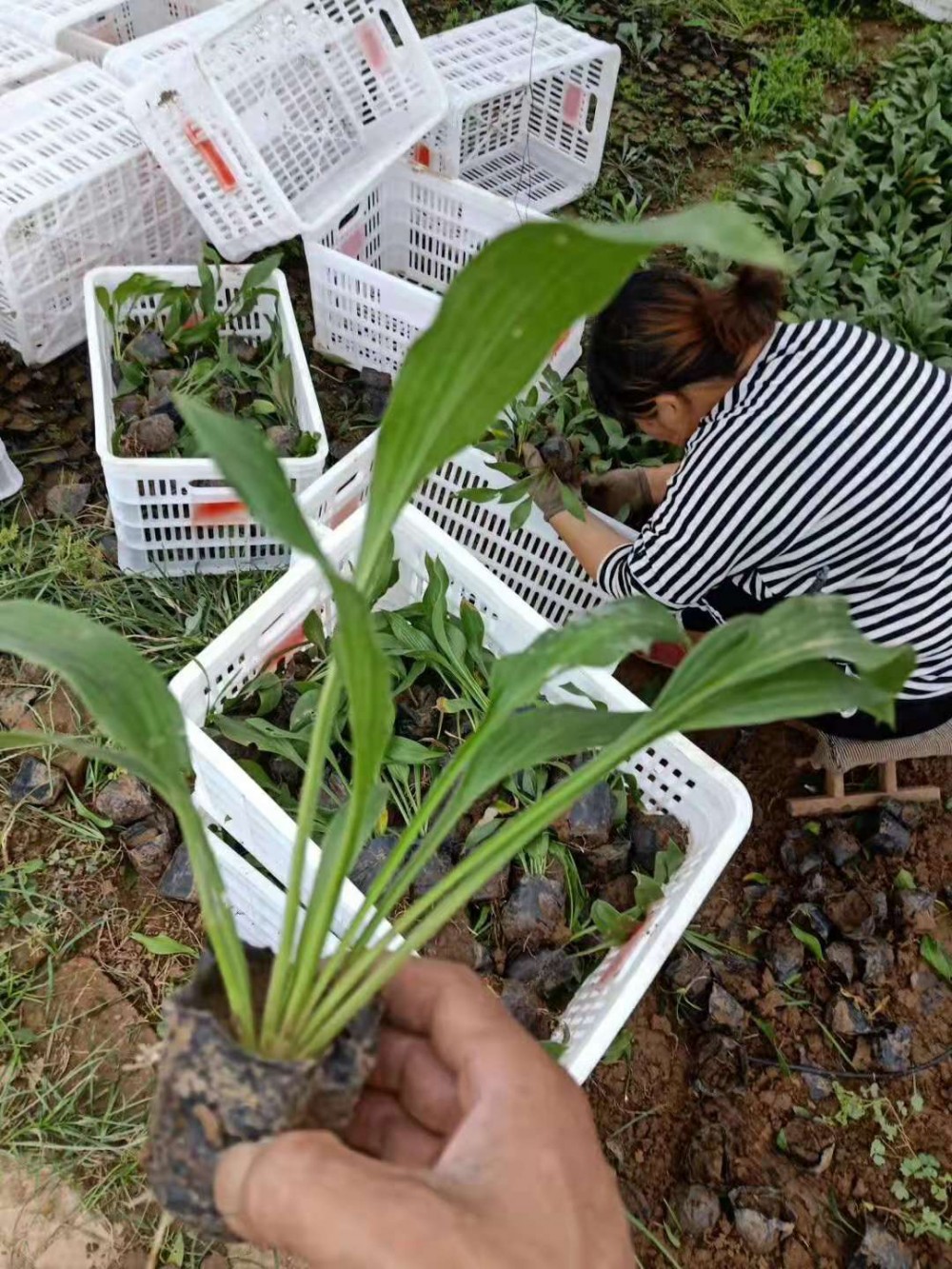 紫花玉簪批发价格  玉簪种植基地
