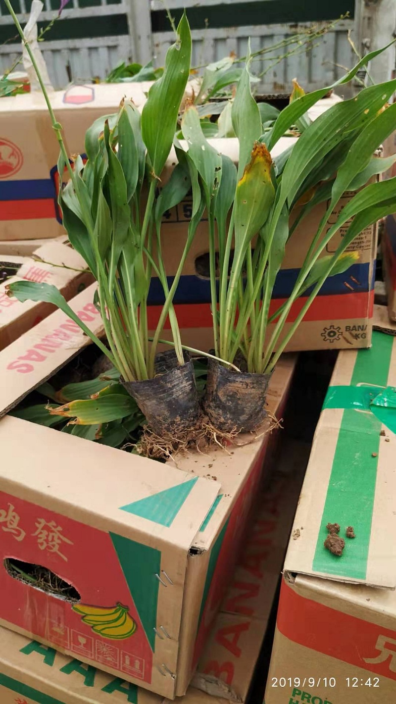 紫花玉簪  紫玉簪  沭阳紫花玉簪批发  江苏玉簪基地