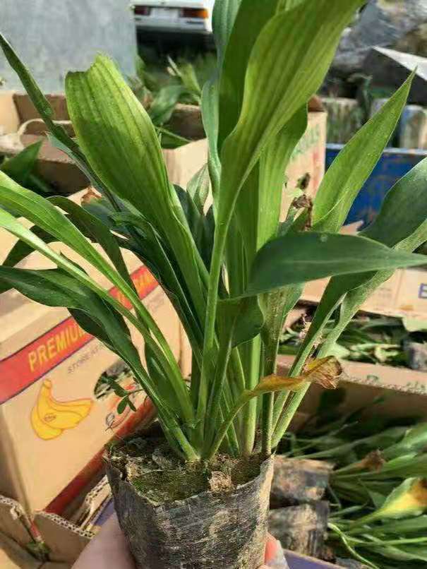紫花玉簪  紫玉簪  宿迁紫花玉簪批发  江苏玉簪基地
