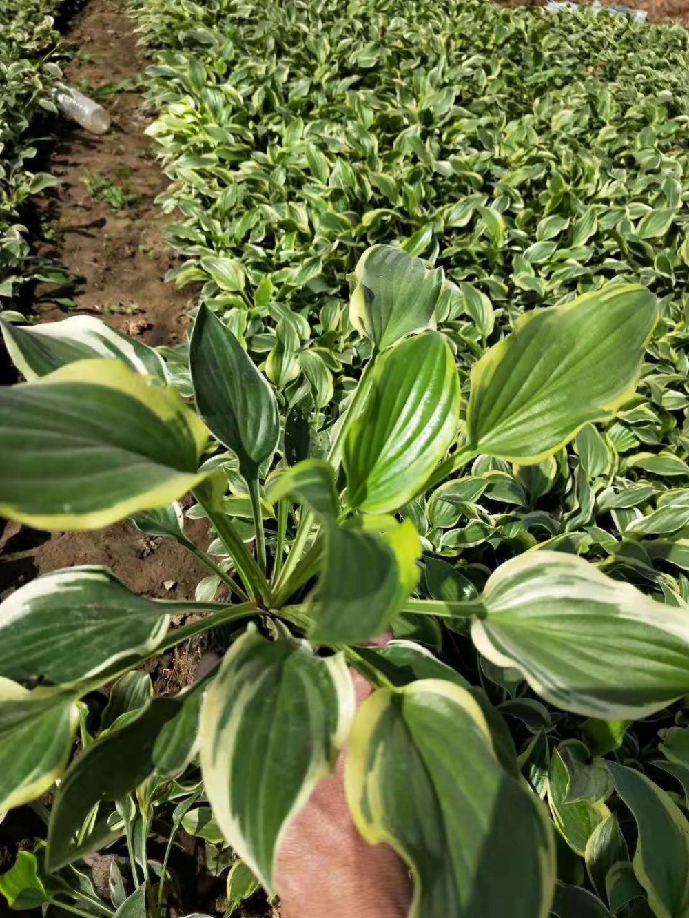 花叶玉簪批发价格  山东白玉簪种植基地  供应金边玉簪