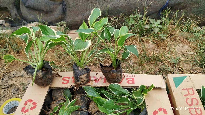 宿迁花叶玉簪批发  江苏花叶玉簪基地  花叶玉簪供应商