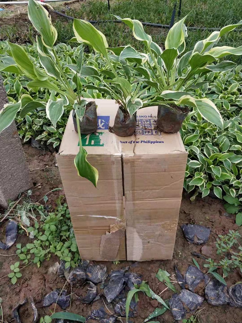 白玉簪批发价格