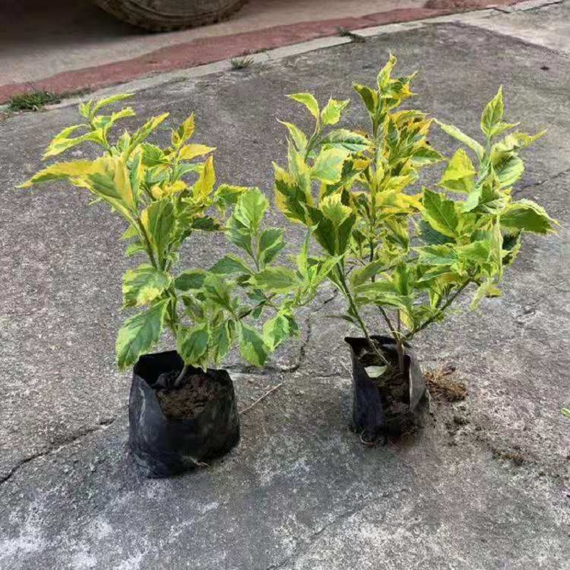 江苏金边连翘批发价格  供应金边连翘  宿迁金边连翘基地
