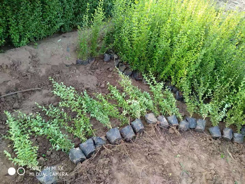 小叶女贞批发价格  绿化苗木种植基地