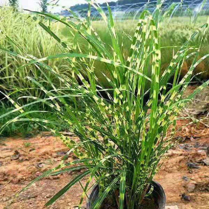 多芽斑叶芒批发 斑叶芒价格 斑叶芒基地