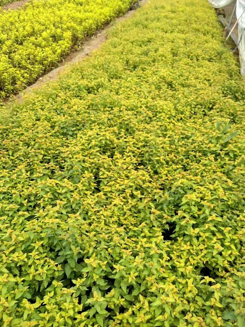 供应金山绣线菊  日本粉花绣线菊基地  麻叶绣线菊批发价格