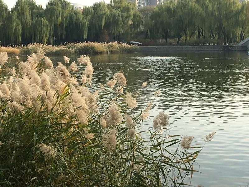 晨光芒供应  双色盆栽晨光芒  青州欣美晨光芒价格