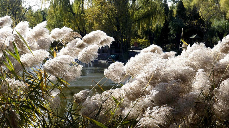 晨光芒 青州晨光芒价格 晨光芒基地 山东晨光芒批发