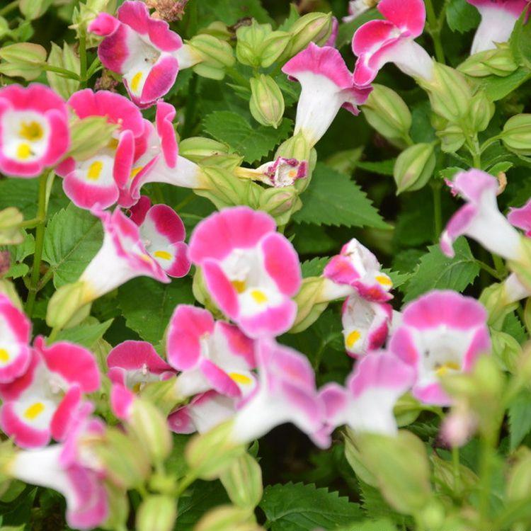 批发夏槿基地夏槿花苗花
