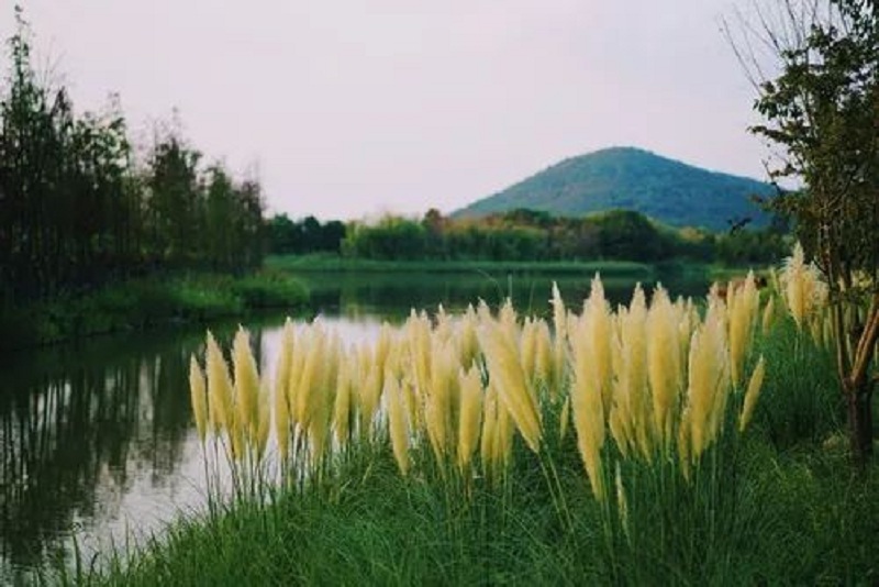 青州水生植物批发晨光芒 山东晨光芒基地 晨光芒