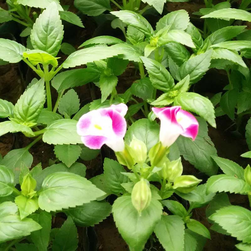 批发直销夏槿花销售夏槿花批发销售夏槿花