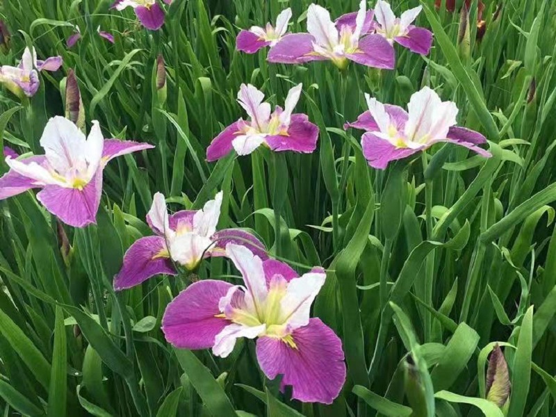 水生鸢尾批发价格  江苏黄菖蒲种植基地