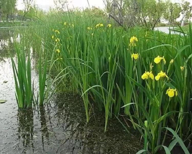水生植物批发价格  水生鸢尾基地  供应黄菖蒲