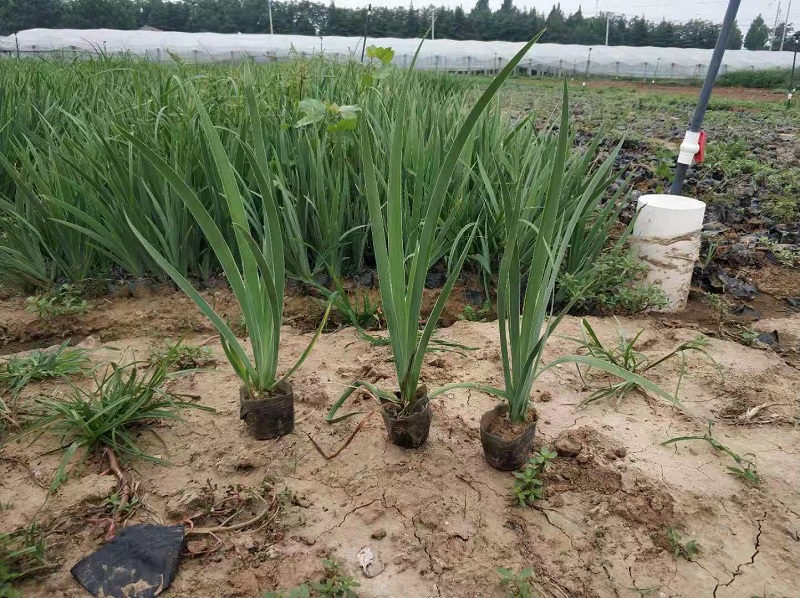 德国鸢尾批发价格  河北德国鸢尾种植基地  鸢尾供应商