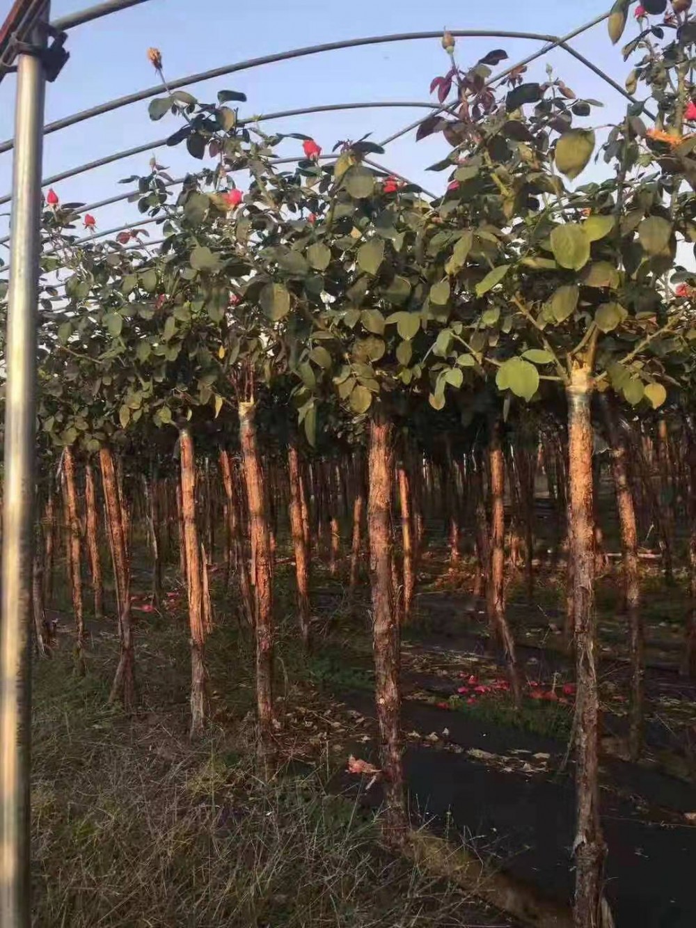 月季树批发   月季树批发