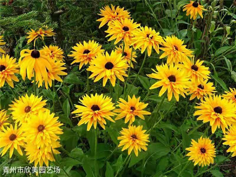 花海景观黑心菊 基地 黑心菊价格 黑心菊小苗基地 花海设计