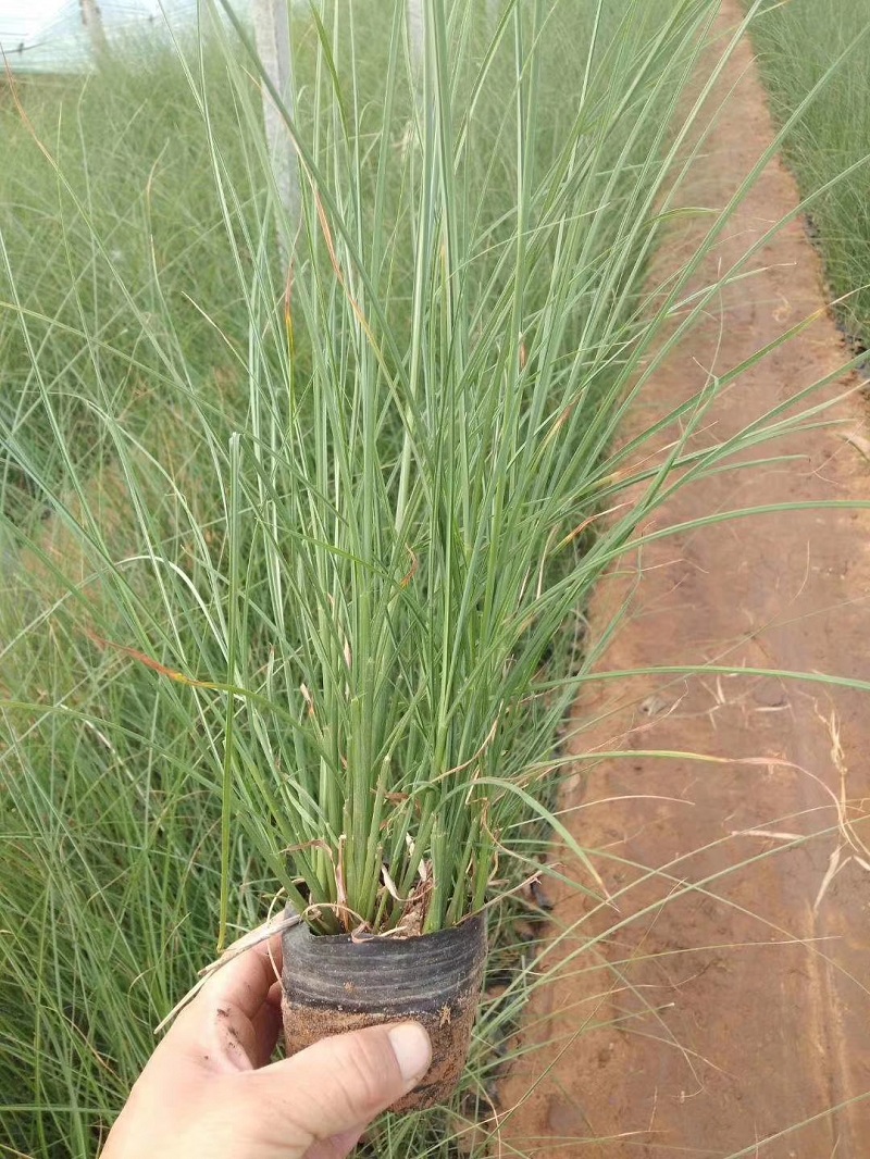 细叶芒批发商