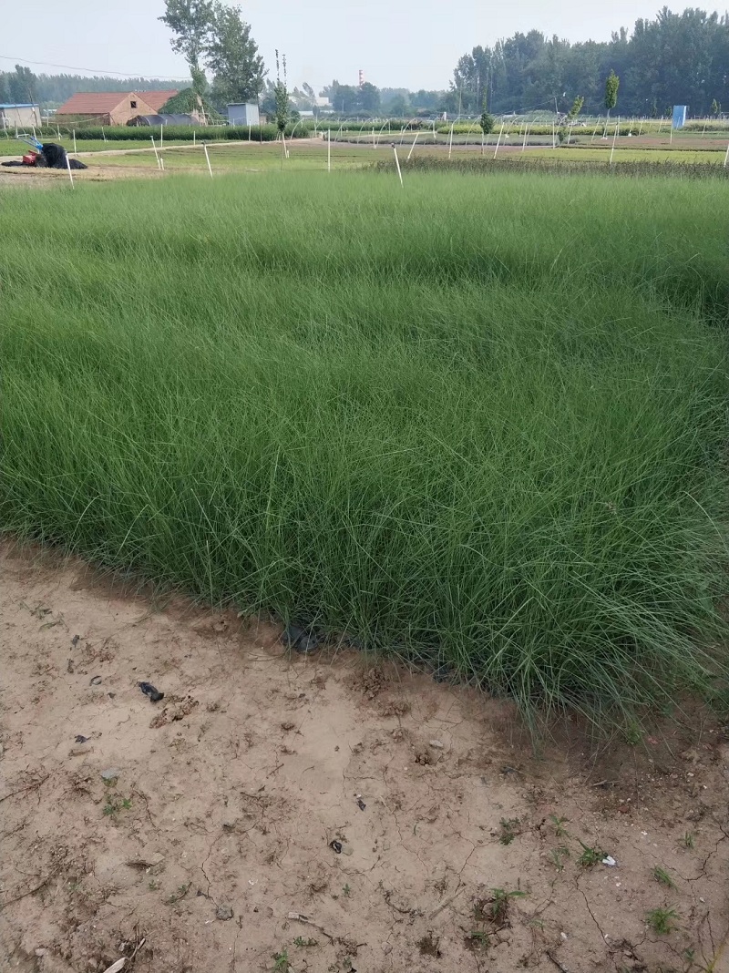 细叶芒 基地种植细叶芒 细叶芒批发