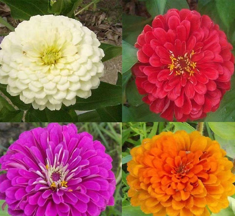 批发百日草花卉,双色盆百日草价格