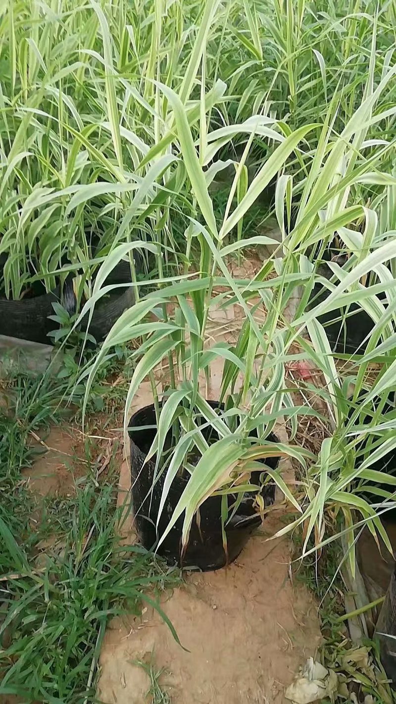 水体净化用花叶芦竹  水生植物基地  花叶芦竹批发价格