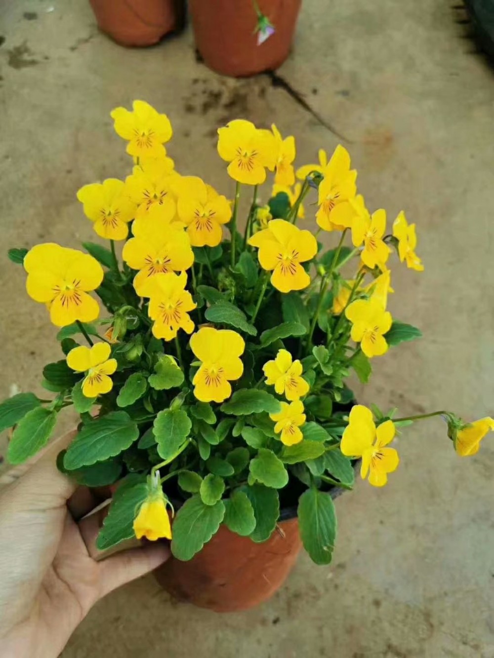 蝴蝶花批发价格  三色堇基地直销  阳蝶花供应商