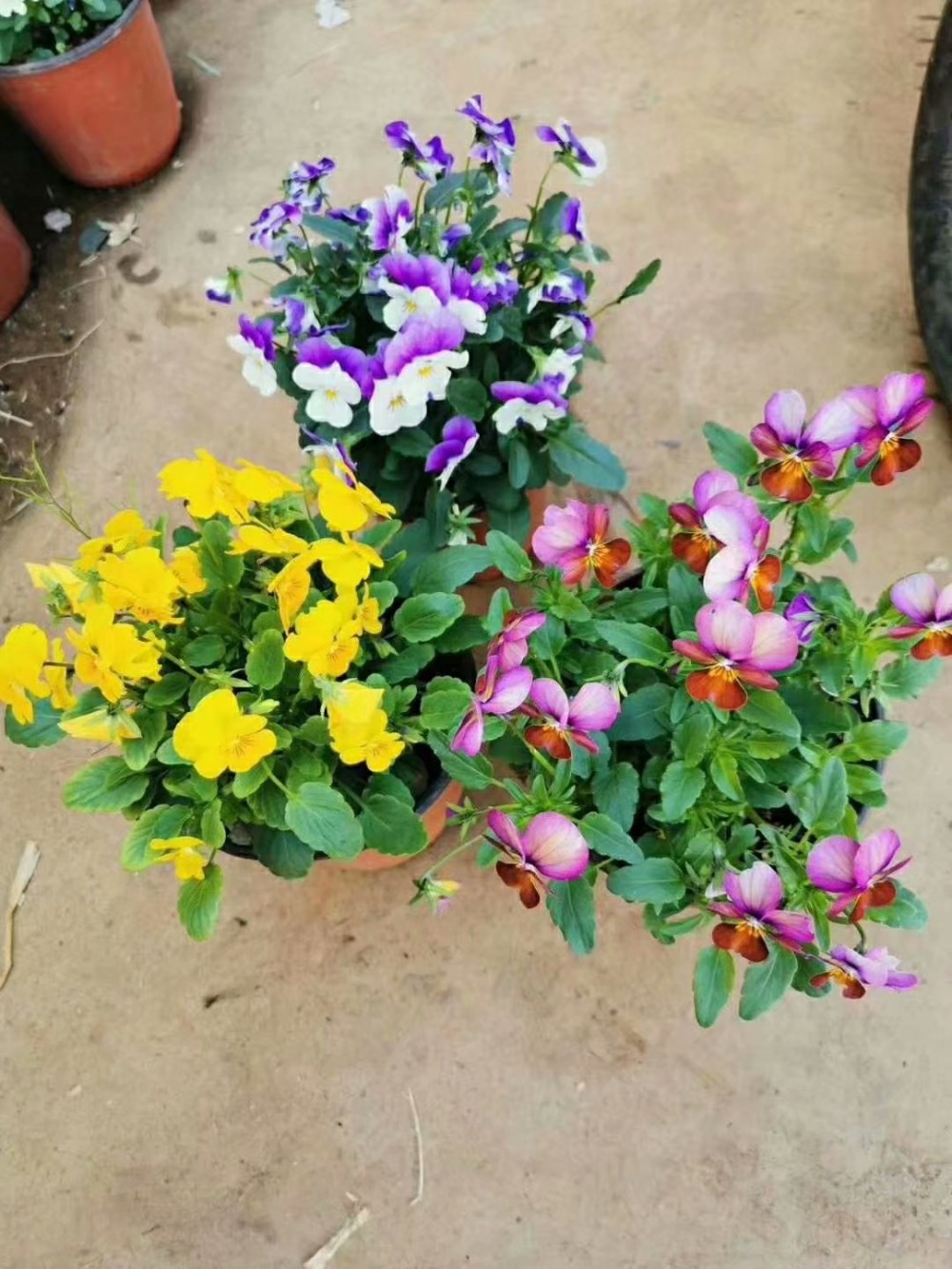 供应冬季耐寒草花三色堇 多色三色堇 草花生产基地 三色堇