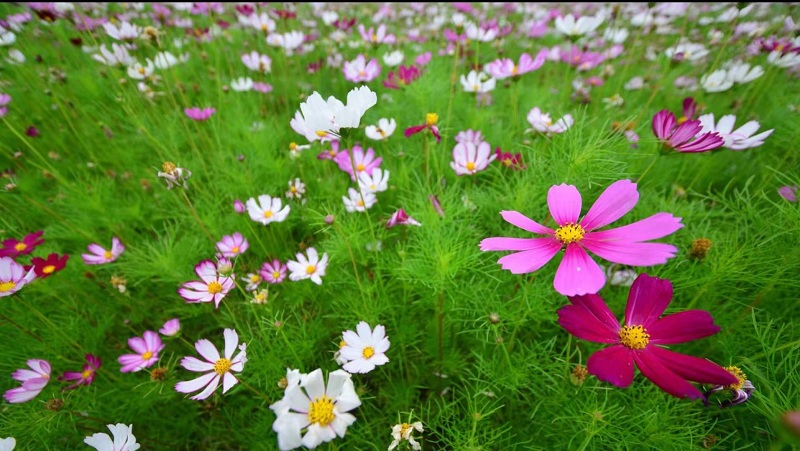 波斯菊批发 格桑花基地