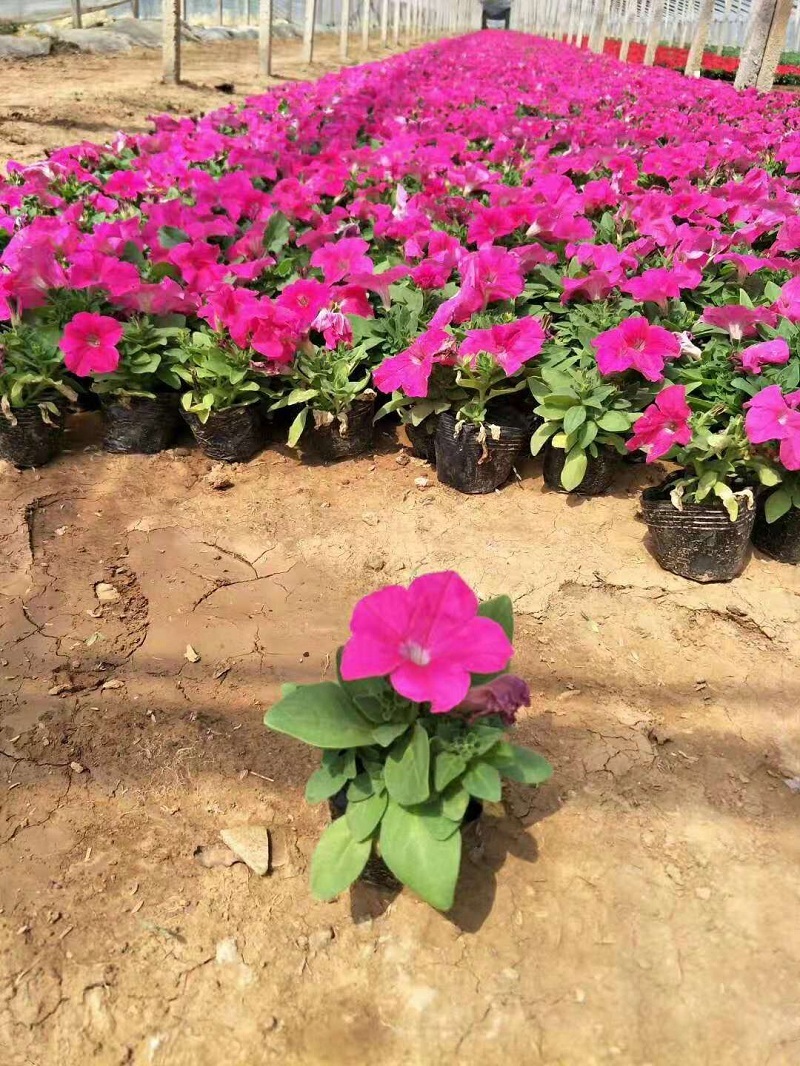 矮牵牛种植基地  大量批发喇叭花  租摆草花矮牵牛