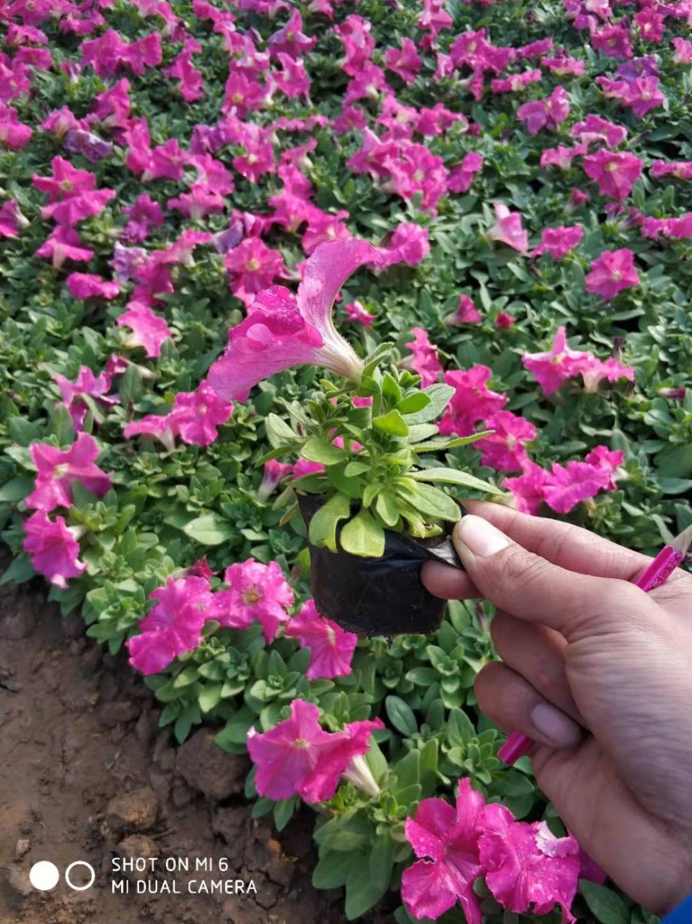 喇叭花  矮牵牛  青州草花  花架租摆矮牵牛