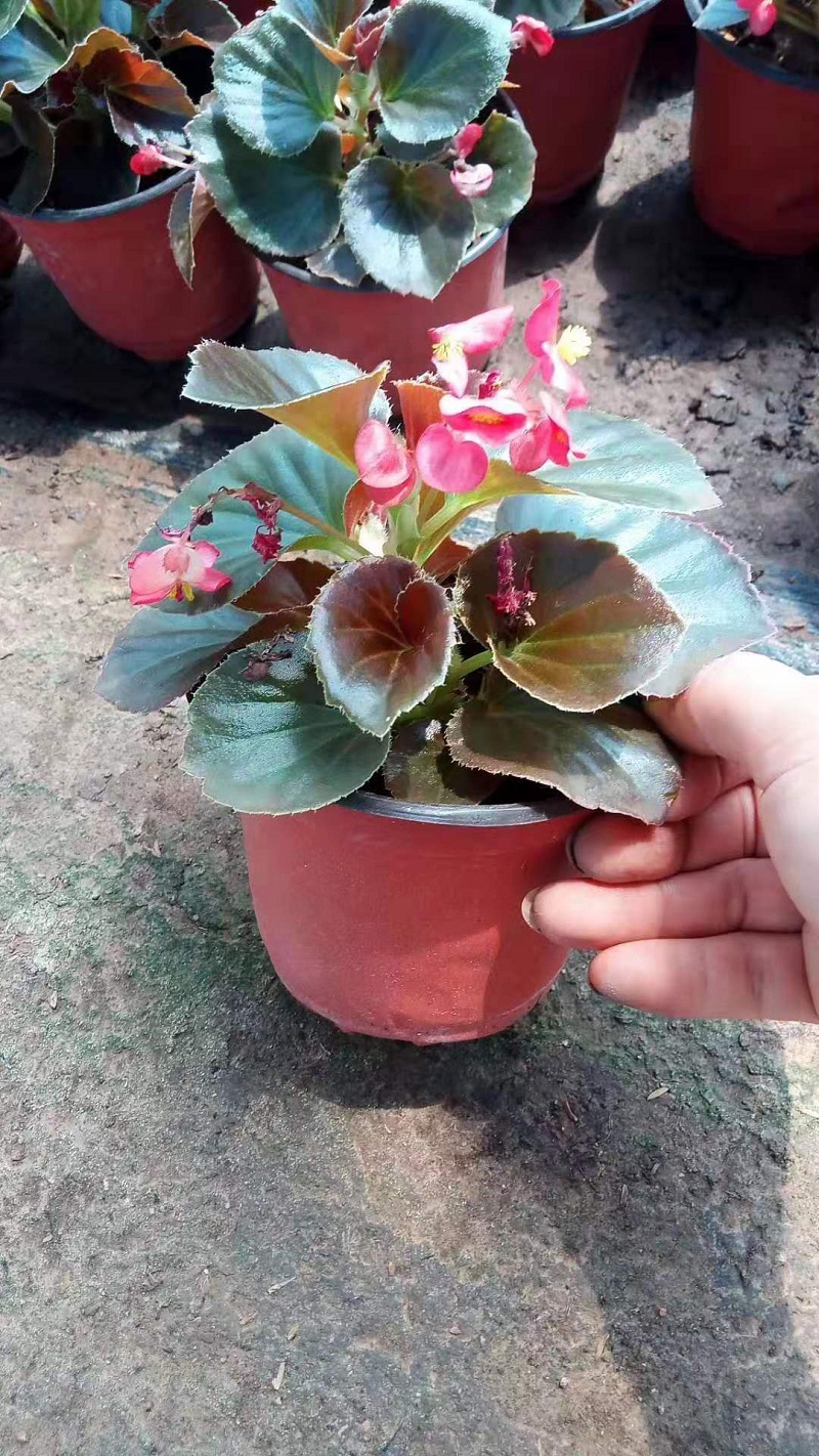 租摆草花四季秋海棠  四季海棠批发  绿叶四季海棠