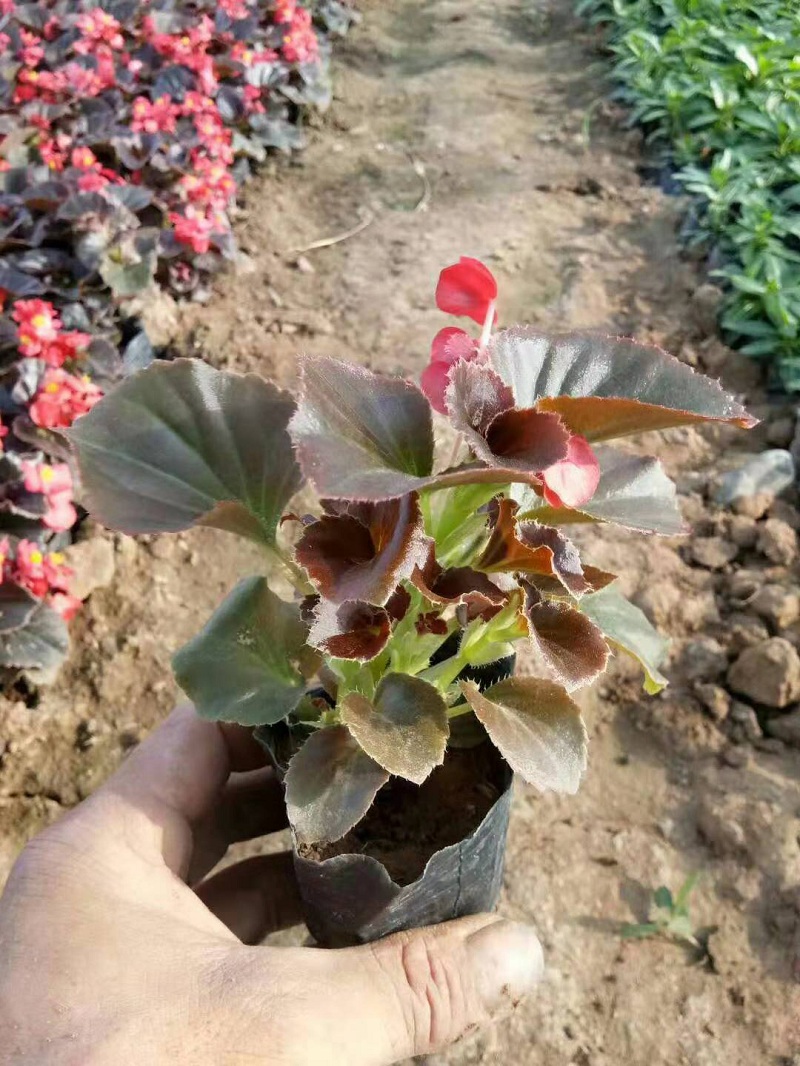 红叶四季海棠穴盘苗批发价格  四季海棠小苗种植基地