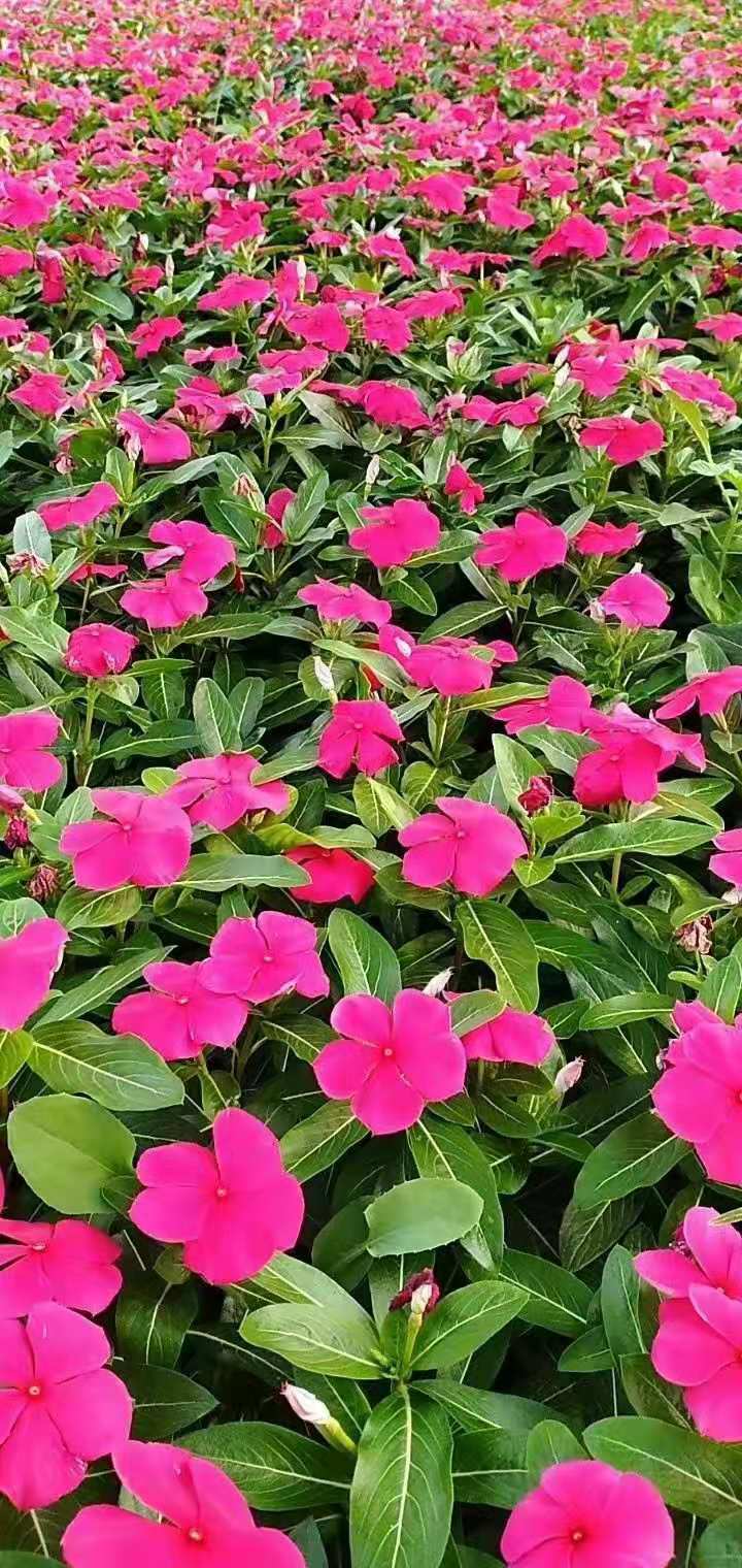 长春花批发价格