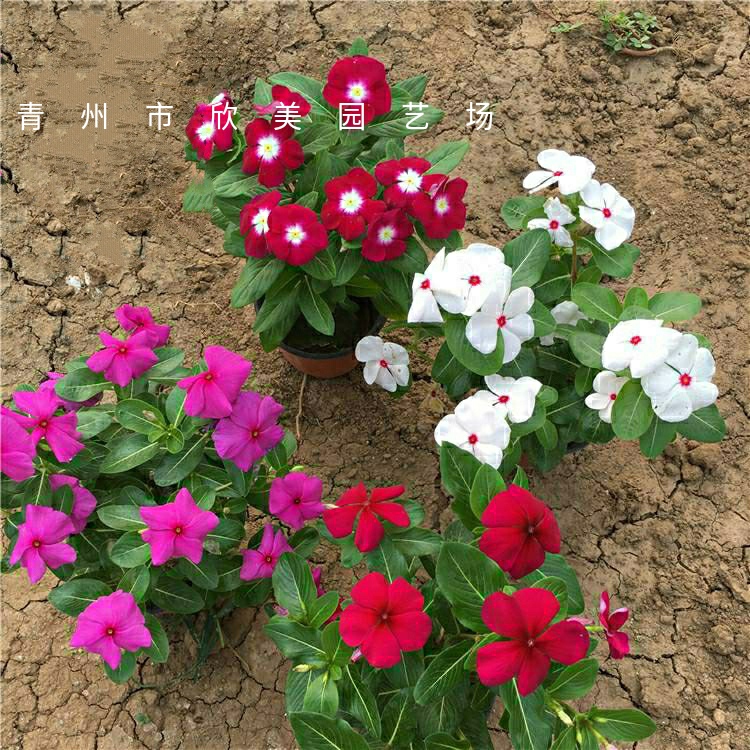 大量供应长春花 花卉基地培育 天天开批发绿化苗木长春花 花卉