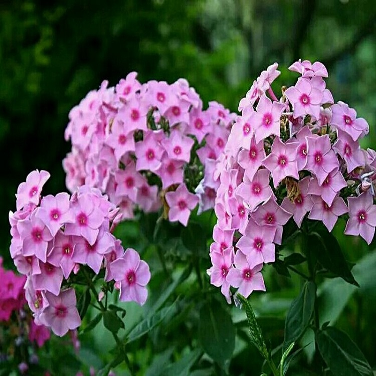 福禄考  福禄考种植基地