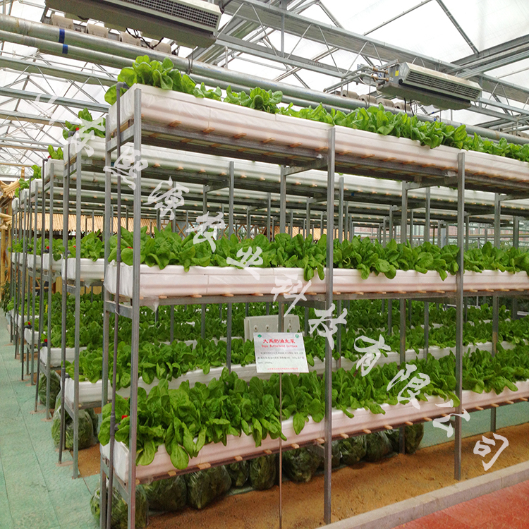 DFT水培蔬菜种植 无土栽培水培蔬菜 浅液流种植 无土栽培厂家
